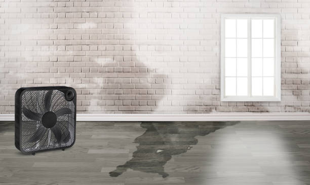Best Professional water damage repair  in Brier, WA
